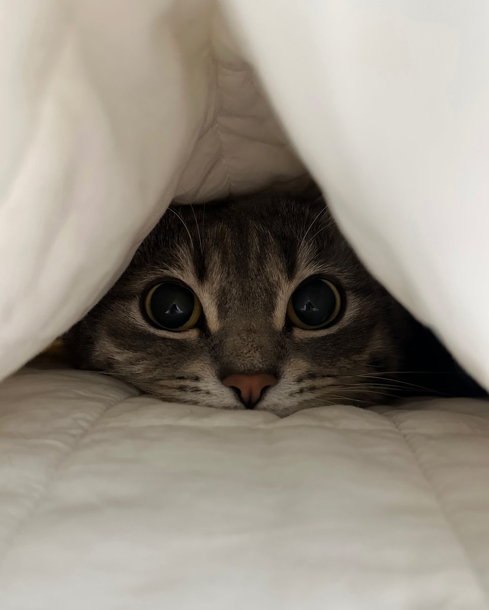 cutest cats (@cutestscats) on Twitter photo 