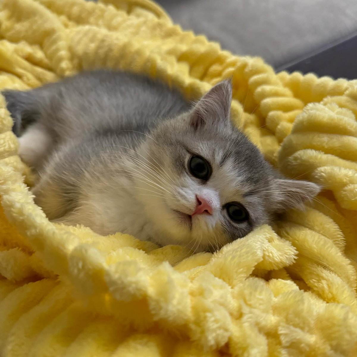 cutest cats (@cutestscats) on Twitter photo 