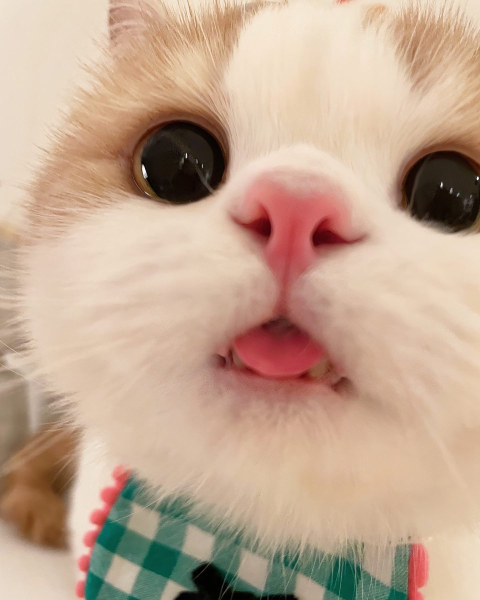 cutest cats (@cutestscats) on Twitter photo 