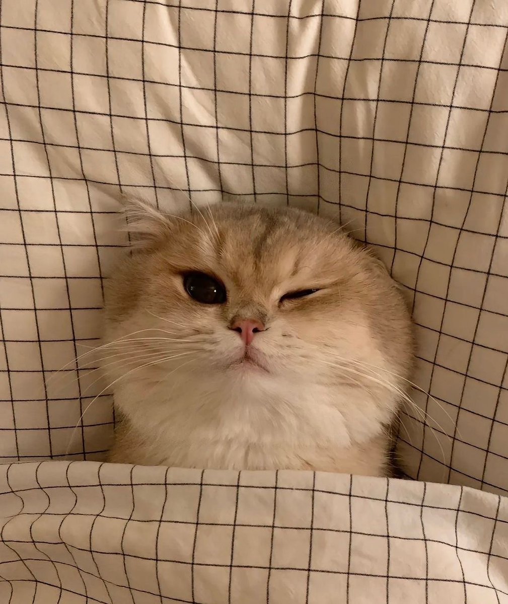 cutest cats (@cutestscats) on Twitter photo 
