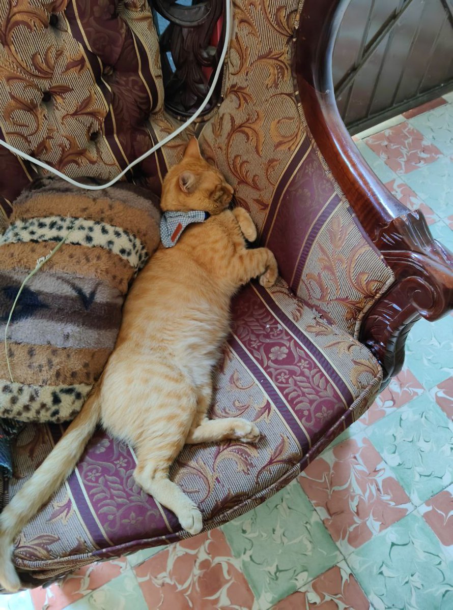 NatCS97's tweet photo. Siento tan extraño estar en Cuernavaca sin el Güero (el anda bien, en casa de mi abuelita siendo consentido) pero sí se siente mucho silencio...sólo escucho el Refri hacer *brrrrrrrr* 

Fotito de él porque me da risa y ternura como duerme apachurrando su carita con el sillón 🥺💖 https://t.co/25D1nG8nfI