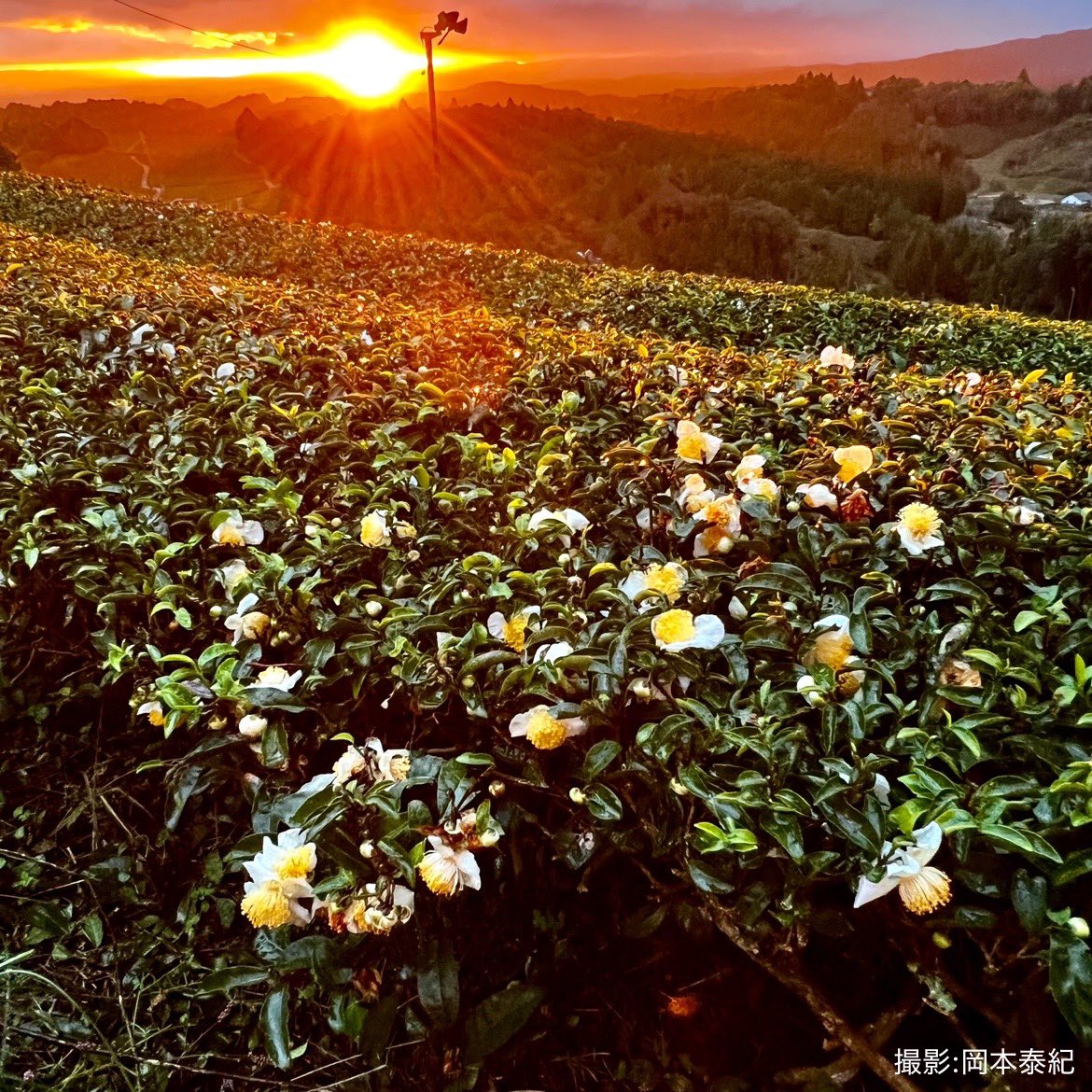 tsukikan_2021's tweet photo. おはようございます☀
#今朝の月ヶ瀬
#里山の風景
#大和茶
#お茶の花
#写真好きな人と繋がりたい https://t.co/wukUOS4Ce0