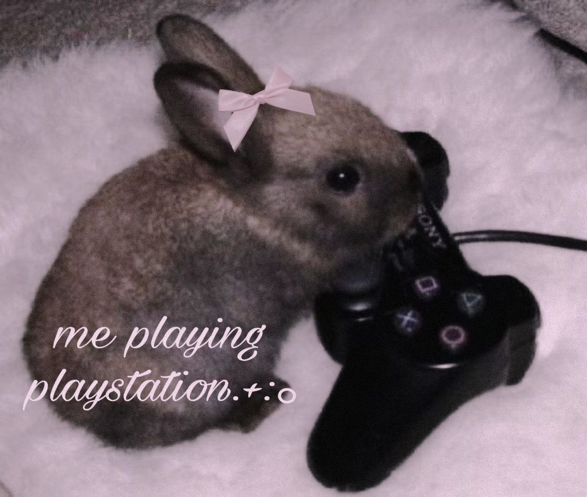 Bunnies's tweet photo. https://t.co/v7iAbGAB07
