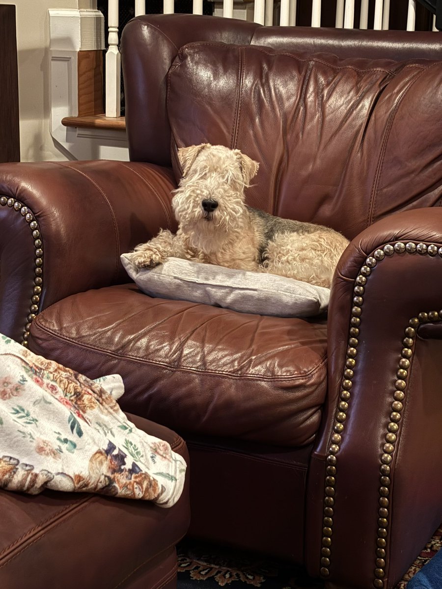 BowieLakeland's tweet photo. Hoomom says, โAs always, the dogs were good again today.โ https://t.co/7nnrrZhqmL