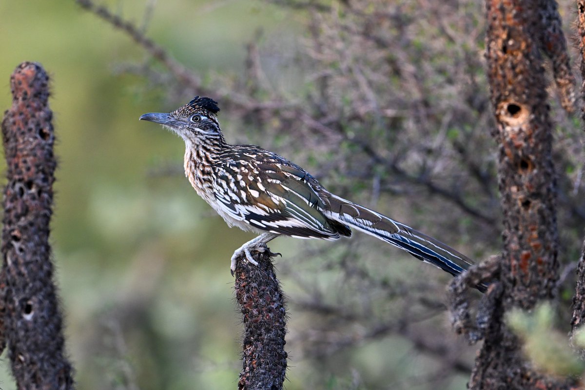 Mike Henry tweet media