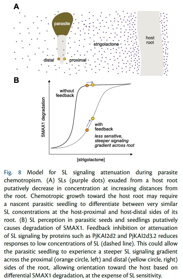 PCP_EIC's tweet photo. 🚅Advance Access: Regular Paper💐
Dominant-Negative KAI2d Paralogs Putatively Attenuate #Strigolactone Responses in Root Parasitic Plants
Alexandra R F White et al.
https://t.co/MJsxGjctA3
#ParasiticPlant #plantsci @nelson_lab https://t.co/s8FthvqzGH