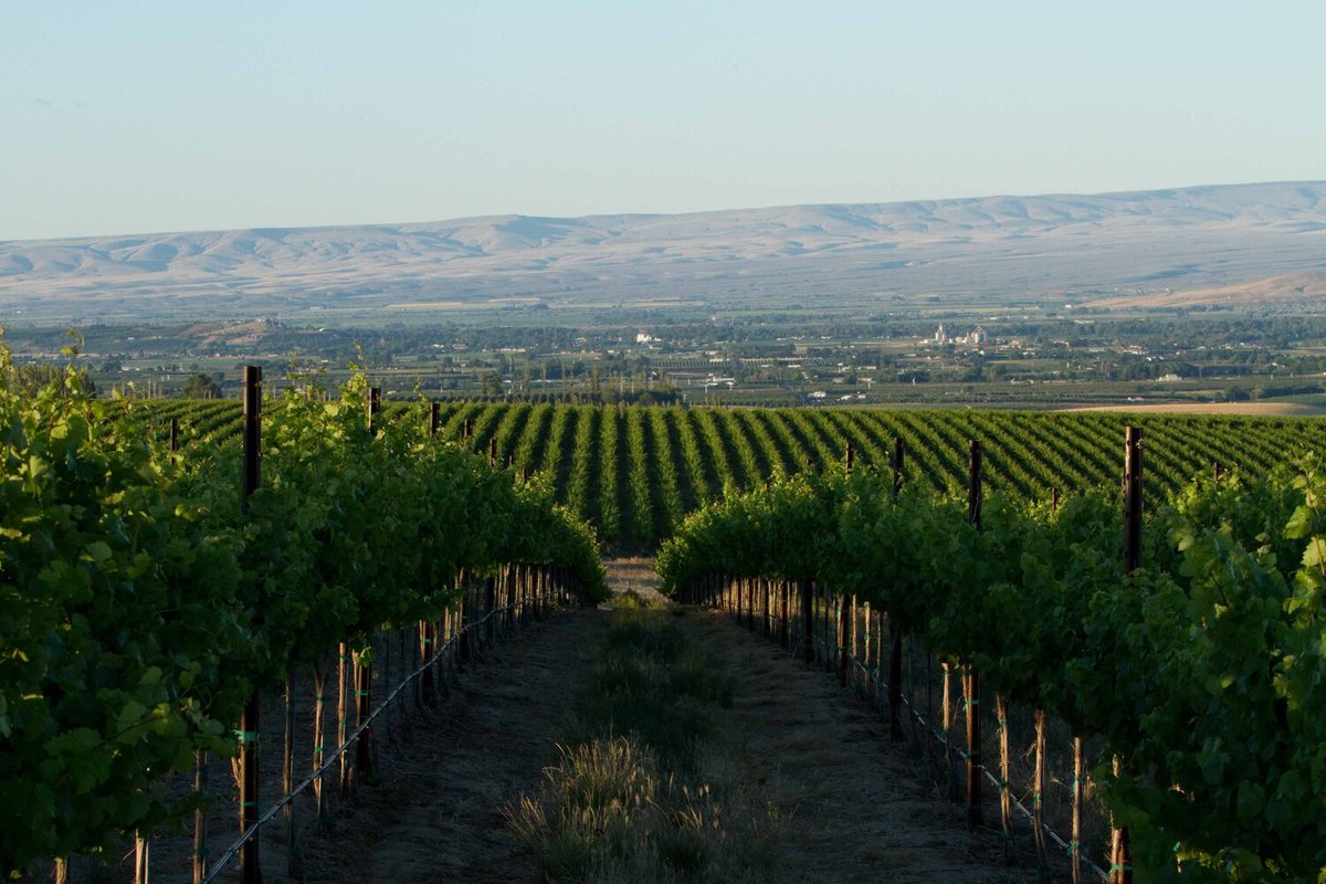Marji Morgan (@linesonwines) on Twitter photo New imaginings and marketing plans for the Rattlesnake Hills AVA from the newly formed Hills Winegrowing Association. Interview here: linesonwines.com/blog/2024/10/3… <a href="/nwwinereport/">Sean P. Sullivan</a> <a href="/Wa_State_Wine/">Washington Wine</a> <a href="/YakimaAVA/">Wine Yakima Valley</a> #wawine New imaginings and marketing plans for the Rattlesnake Hills AVA from the newly formed Hills Winegrowing Association. Interview here: linesonwines.com/blog/2024/10/3… <a href="/nwwinereport/">Sean P. Sullivan</a> <a href="/Wa_State_Wine/">Washington Wine</a> <a href="/YakimaAVA/">Wine Yakima Valley</a> #wawine