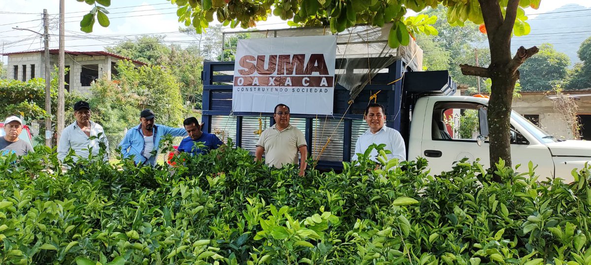 DanielGOaxaca's tweet photo. ¡En la Cuenca del #Papaloapan!

El día de hoy en el Municipio de San Felipe #Usila, el C.P @PabloPachecoLuc , en Representacion de #SUMA OAXACA, junto con nuestro amigo, Manuel Isidro, Comisariado de #BienesComunales y nuestro Dirigente, el Lic. Eleazar Benítez, realizaron la entrega de Plantas con Subsidio, de Limón Persa Injertado, Mandarina, Naranja y Guanábana.

Seguimos en la ruta de la #Transformación, #SUMA Construyendo Sociedad.

#Daniel #Gutierrez #Oaxaca 
#LaEsperanzaDeOaxaca 
#SUMA #MDN