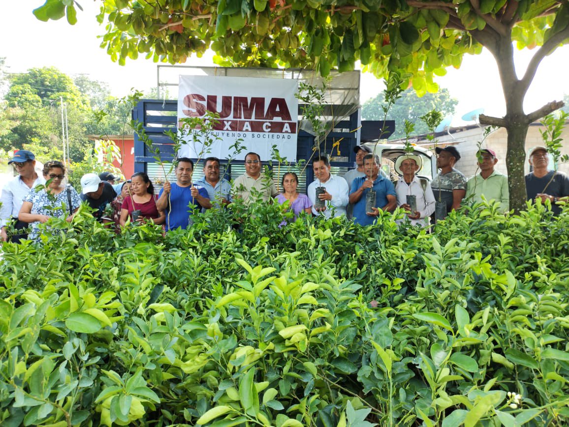 DanielGOaxaca's tweet photo. ¡En la Cuenca del #Papaloapan!

El día de hoy en el Municipio de San Felipe #Usila, el C.P @PabloPachecoLuc , en Representacion de #SUMA OAXACA, junto con nuestro amigo, Manuel Isidro, Comisariado de #BienesComunales y nuestro Dirigente, el Lic. Eleazar Benítez, realizaron la entrega de Plantas con Subsidio, de Limón Persa Injertado, Mandarina, Naranja y Guanábana.

Seguimos en la ruta de la #Transformación, #SUMA Construyendo Sociedad.

#Daniel #Gutierrez #Oaxaca 
#LaEsperanzaDeOaxaca 
#SUMA #MDN