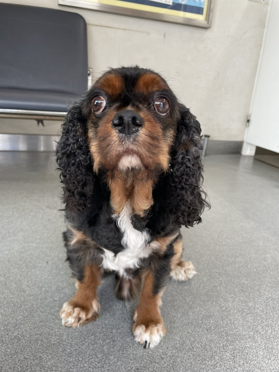 拡散希望‼️

迷い犬です♪  男の子
人馴れしてます。いい子です。

早く飼い主　見つかりますように

#尾道　#犬　#拡散希望