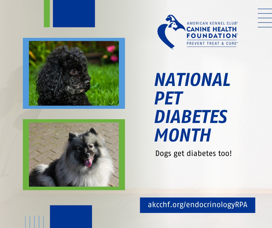 This National Pet Diabetes Month, explore how CHF-funded investigators are improving outcomes for diabetic dogs by researching diabetic complications such as pancreatitis and cataracts at akcchf.org/endocrinologyR…. 
#dogdiabetes #petdiabetesmonth