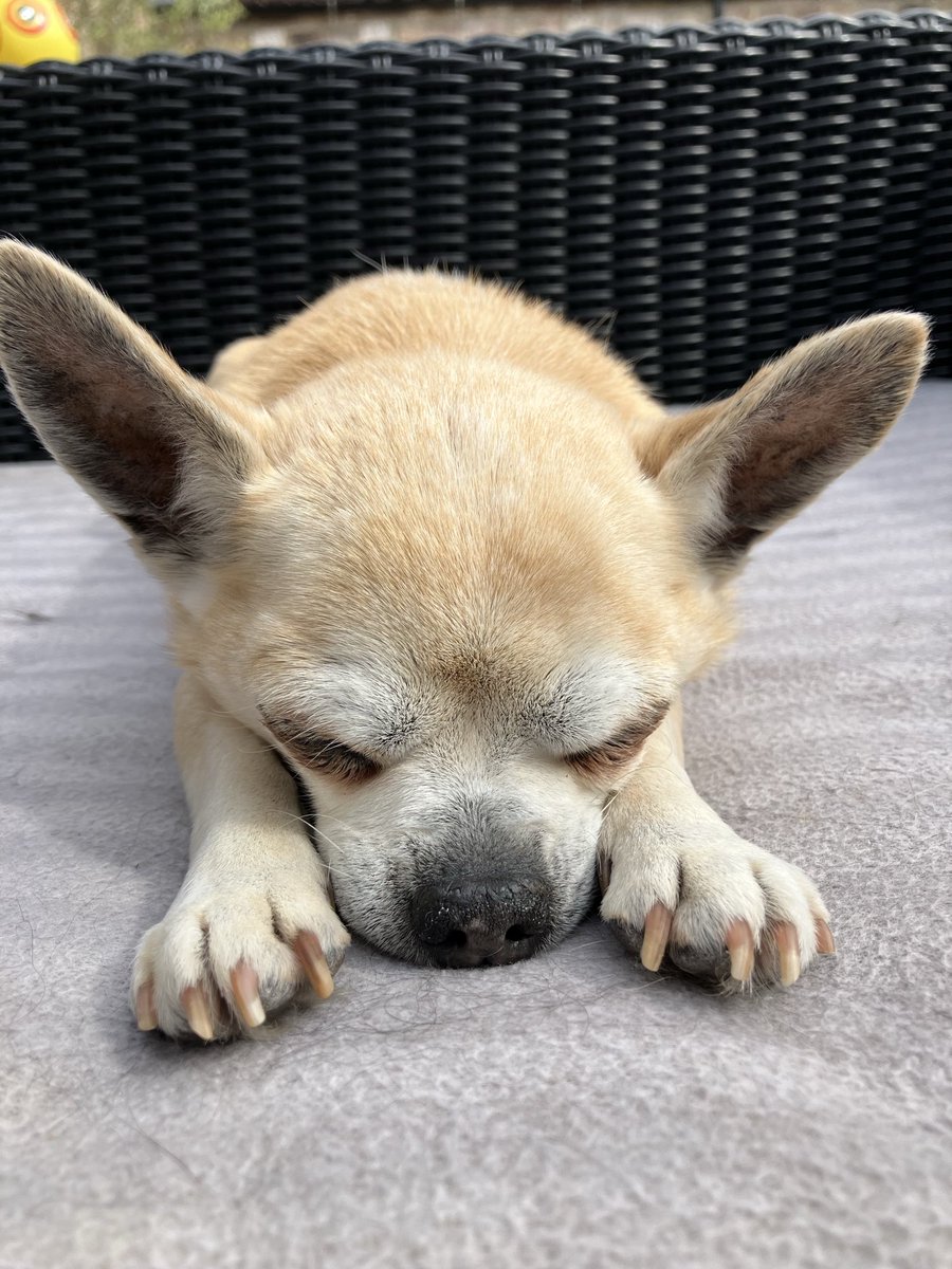 dollydoguk's tweet photo. Yawn, having some time out; relaxing mode ON! #Chihuahua #littledog #littledogs #dogsarecool #lunchbreak #timeout #gingerdogs #dogsofx #snoozetime #furfriend #Sleeps #olddog #walks #trees #dollydog #dogboutiqueuk #dogboutique #littleChihuahua #shorthaireddog https://t.co/r76VPjsdnp