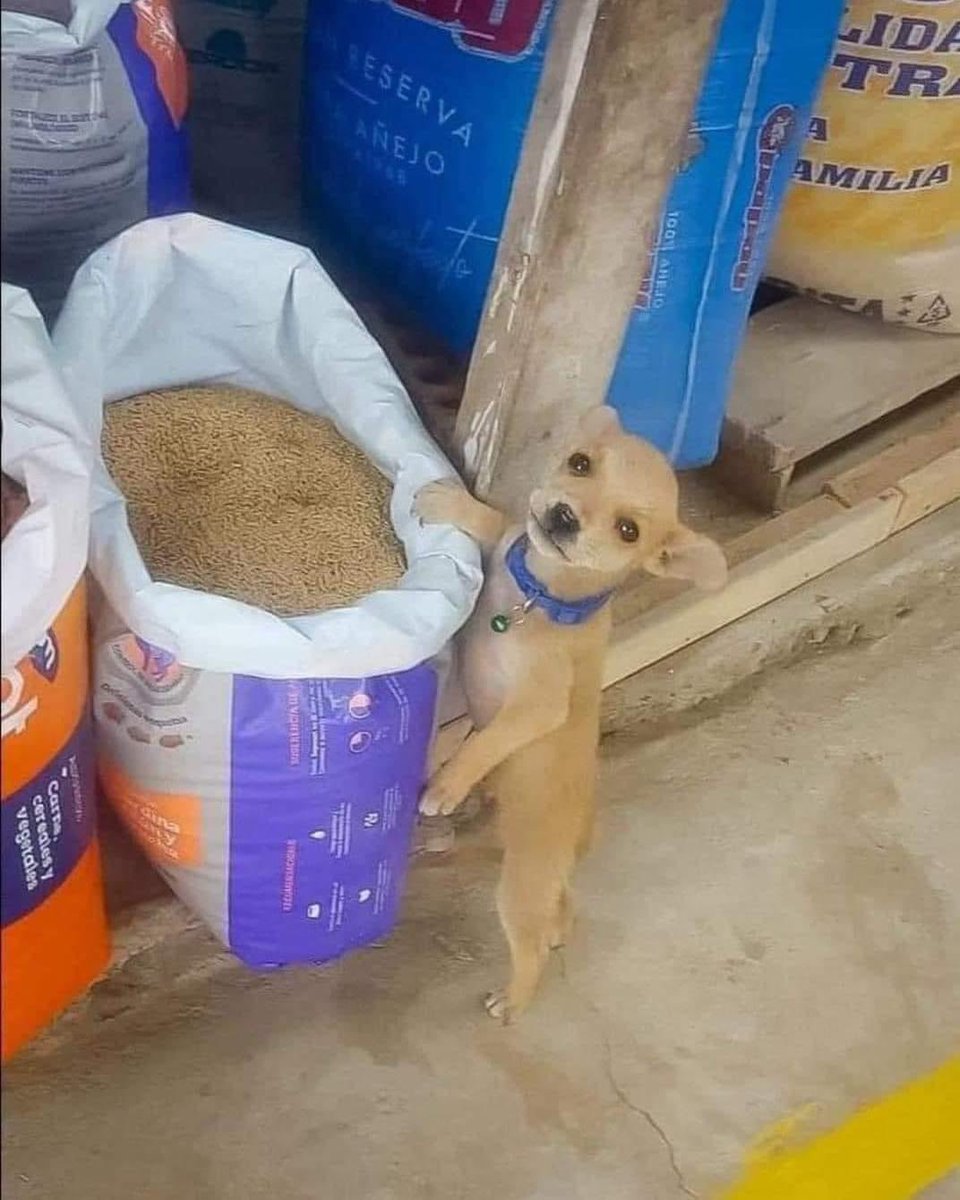 DiloConPerritos's tweet photo. Gracias por no delatarme 🥺 https://t.co/LkNONPRflL