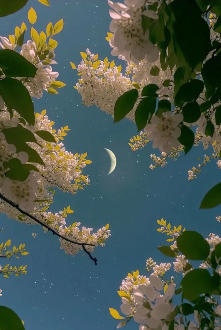 moonloverxjpg's tweet photo. siempre admiraré la luna https://t.co/YfXZ3xnz8T