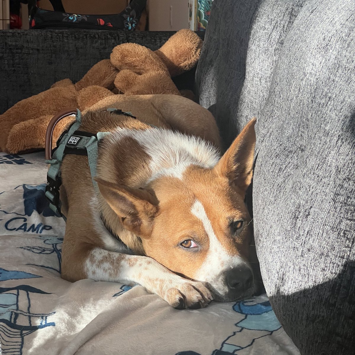 [kimerrikin] tweet media