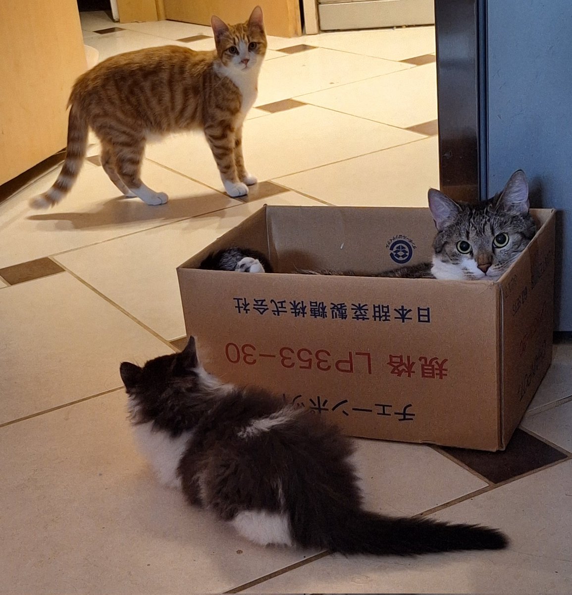 trio 😼😼😼

temu mini kosmatemu vražičku bo zgleda uspel tud #Beti💙 mal omehčat, k je zadnje cajte kr precej zoprna. ampak tamauga to sploh ne gane. po moje bo ona prej popustila kot on.
#Cookie🧡 #Taxi🩶