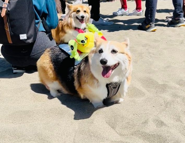 vGumiho's tweet photo. My family has asked me to share this fundraiser with everyone to support Ebi (our corgi that many of you know from different posts and older streams). Any kindness spared for her would be appreciated even if it means just sharing this post! 🙇‍♀️🙇‍♀️🙇‍♀️  

https://t.co/C6Am4dOf1g https://t.co/TKvdGUsTJg
