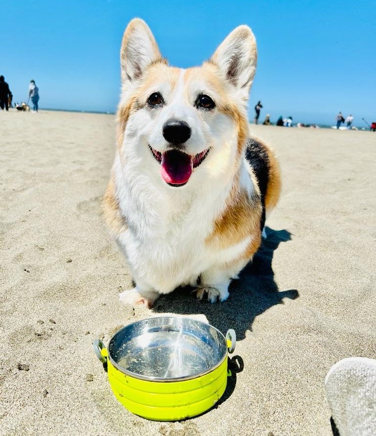 vGumiho's tweet photo. My family has asked me to share this fundraiser with everyone to support Ebi (our corgi that many of you know from different posts and older streams). Any kindness spared for her would be appreciated even if it means just sharing this post! 🙇‍♀️🙇‍♀️🙇‍♀️  

https://t.co/C6Am4dOf1g https://t.co/TKvdGUsTJg