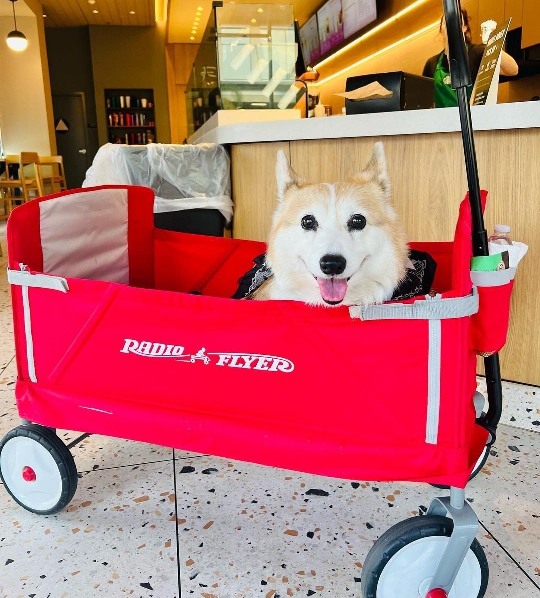 vGumiho's tweet photo. My family has asked me to share this fundraiser with everyone to support Ebi (our corgi that many of you know from different posts and older streams). Any kindness spared for her would be appreciated even if it means just sharing this post! 🙇‍♀️🙇‍♀️🙇‍♀️  

https://t.co/C6Am4dOf1g https://t.co/TKvdGUsTJg