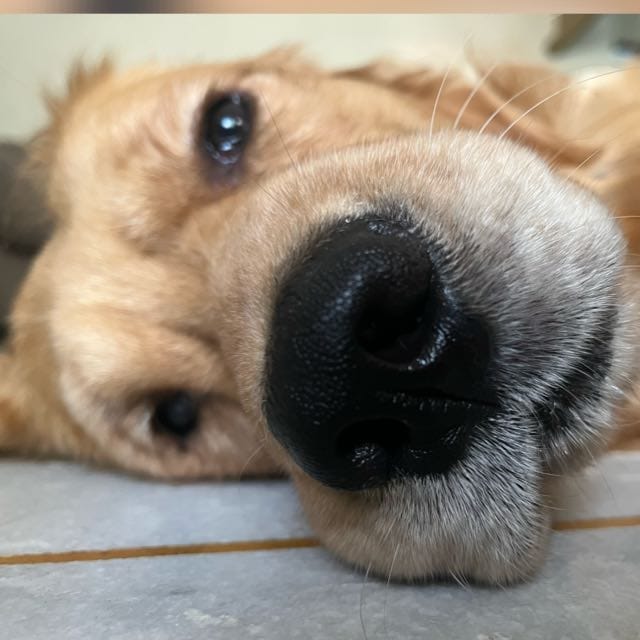 Probasibangali's tweet photo. Someone is so exhausted sleeping the entire night that he needs to take rest again. 

#GingerTales https://t.co/EqLWEueovU