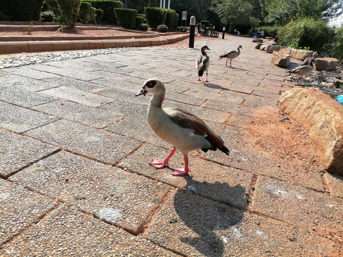 Tyrone_Maasdorp's tweet photo. @Eldosfm_876 me on my way to brunch with @morisca_c https://t.co/GItQUcBcak