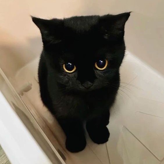 runweebs's tweet photo. a winrina hybrid au
- kucing setengah manusia? https://t.co/byc15lHlbn