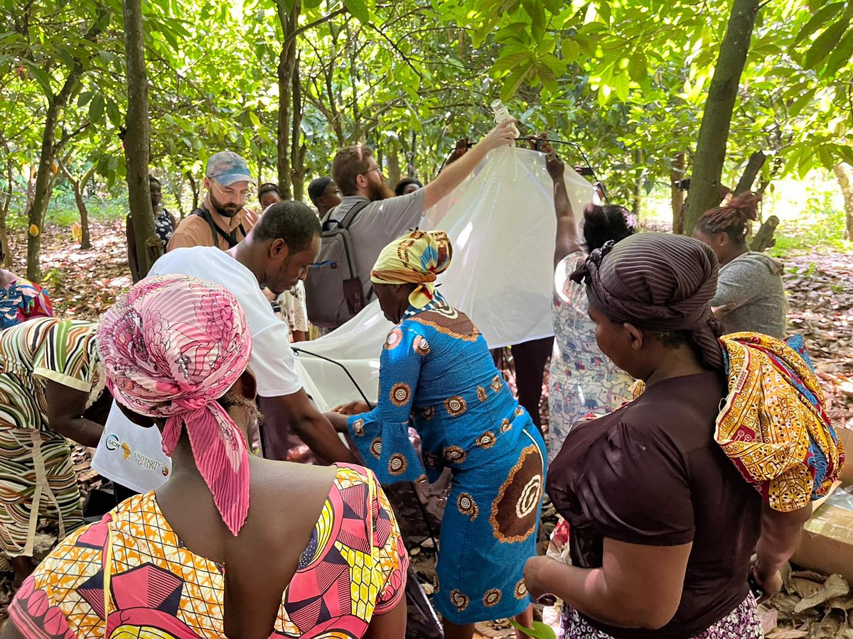 acdblab's tweet image. Progress update from Lake Bosomtwe: Malaise Traps are now in place in Atafrom and Duase! Collecting crucial biodiversity data to help guide conservation and sustainability efforts. #BiodiversityData #NbSProject