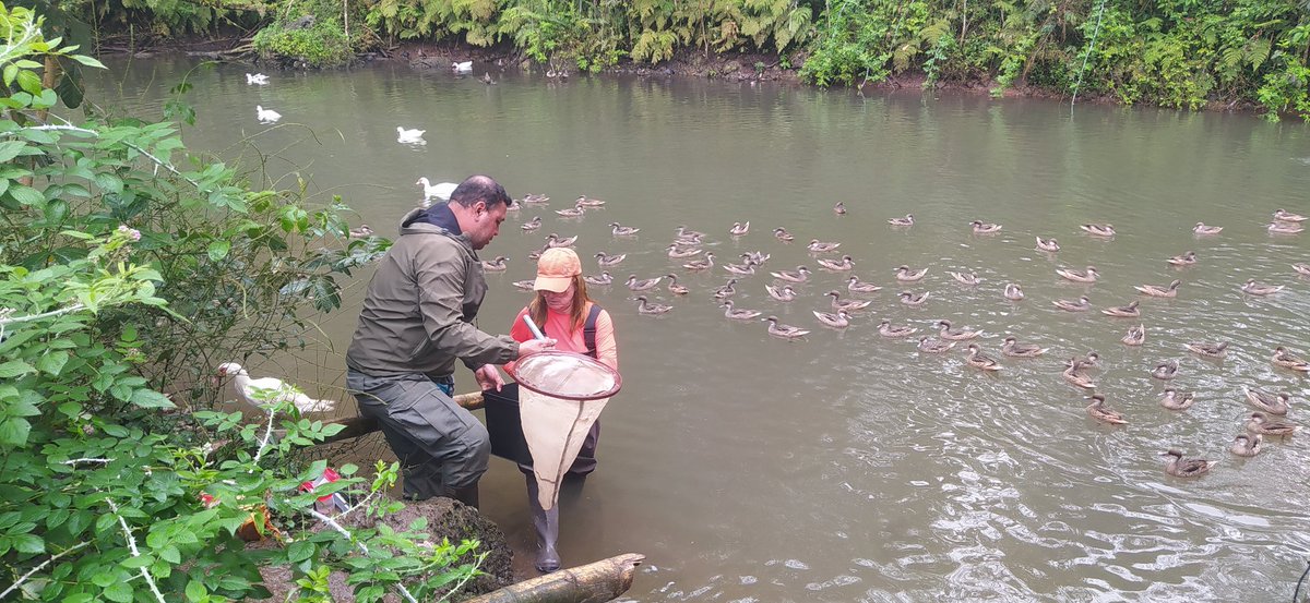 Sampling in Santa Cruz and San Cristobal Islands as part of our long-term programme Iconic Galapagos aquatic ecosystems as hotspots of climate change. Thanks to Galapagos National Park rangers for their efforts in building the baseline of this iconic archipelago.