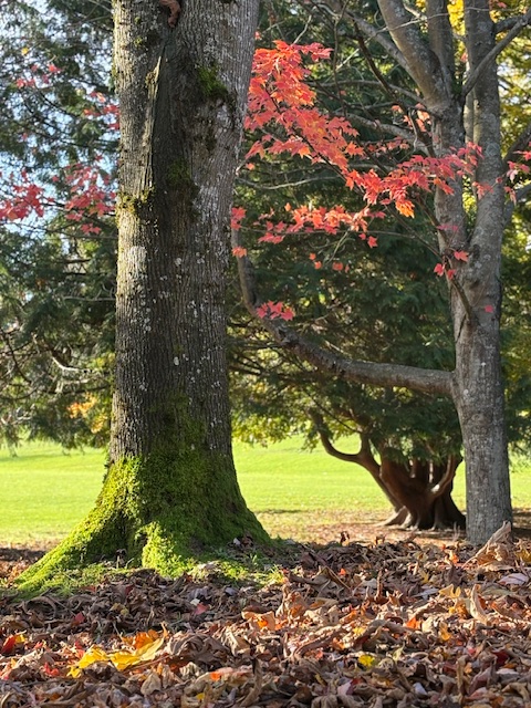 The Tri-Academy Research Summit on Indigenous Engagement has seen Prof Tom Calma AO FAA FASSA explaining Australia’s progress towards implementing the United Nations Declaration of Rights of Indigenous Peoples. Our EMCR attendees also had the opportunity to meet with their global