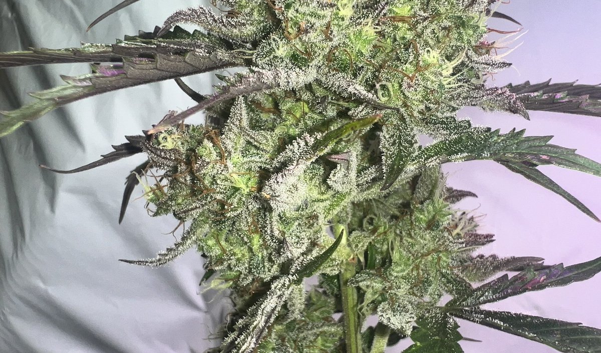 Sunshine State Seed Co Inc tweet media