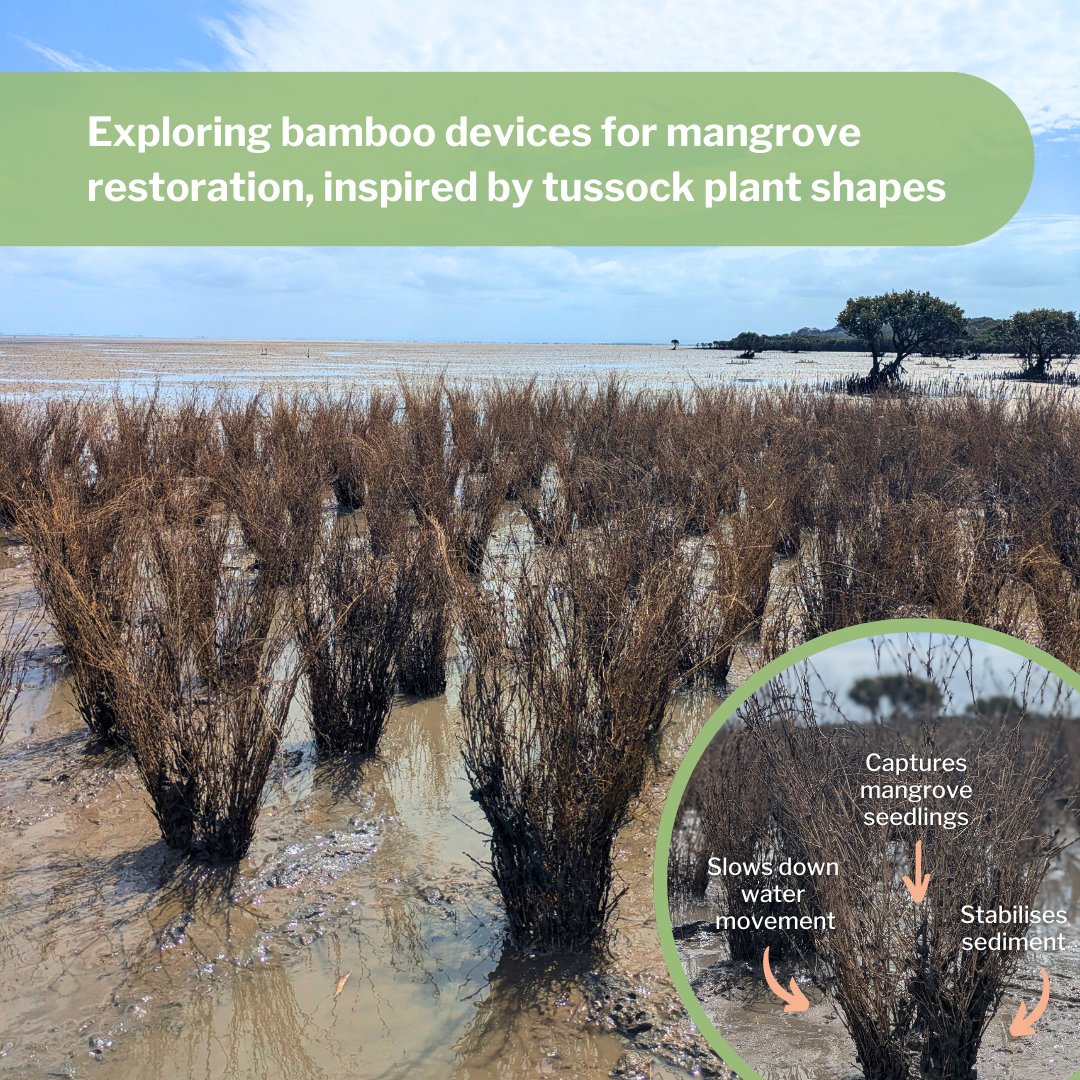 ♻️ Biodegradable structures for restoration come in many shapes &amp; sizes. Our #RegenOurCoasts team is adding to restoration trials by exploring #bamboo devices for mangrove restoration 🌱 After deploying 336 devices, we're excited to see their impact this mangrove seeding season!