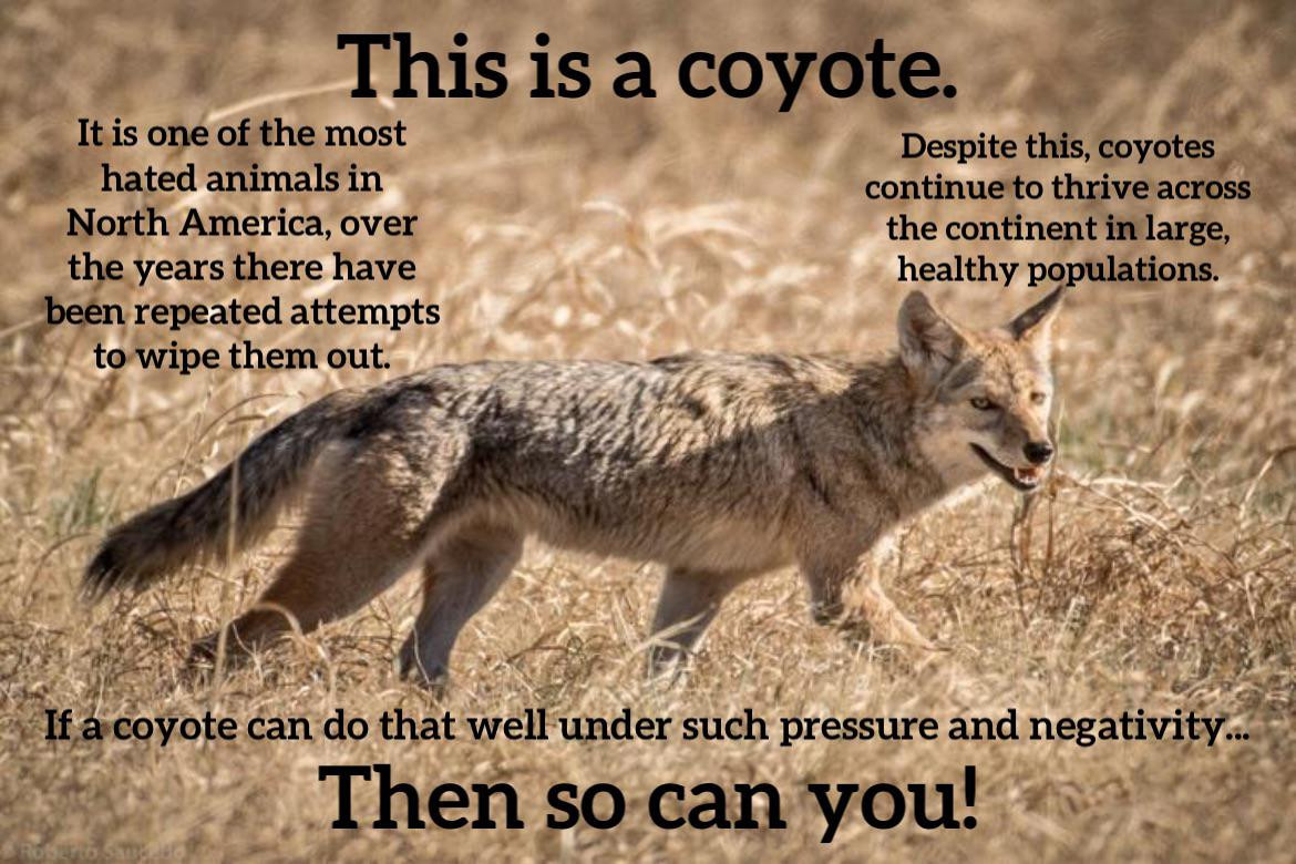 Kahyote (@coyoteh) on Twitter photo 