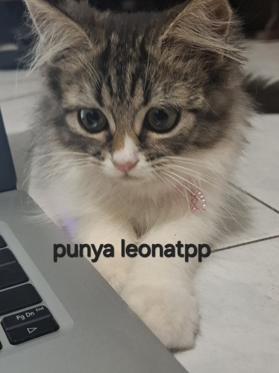 ipang tweet media