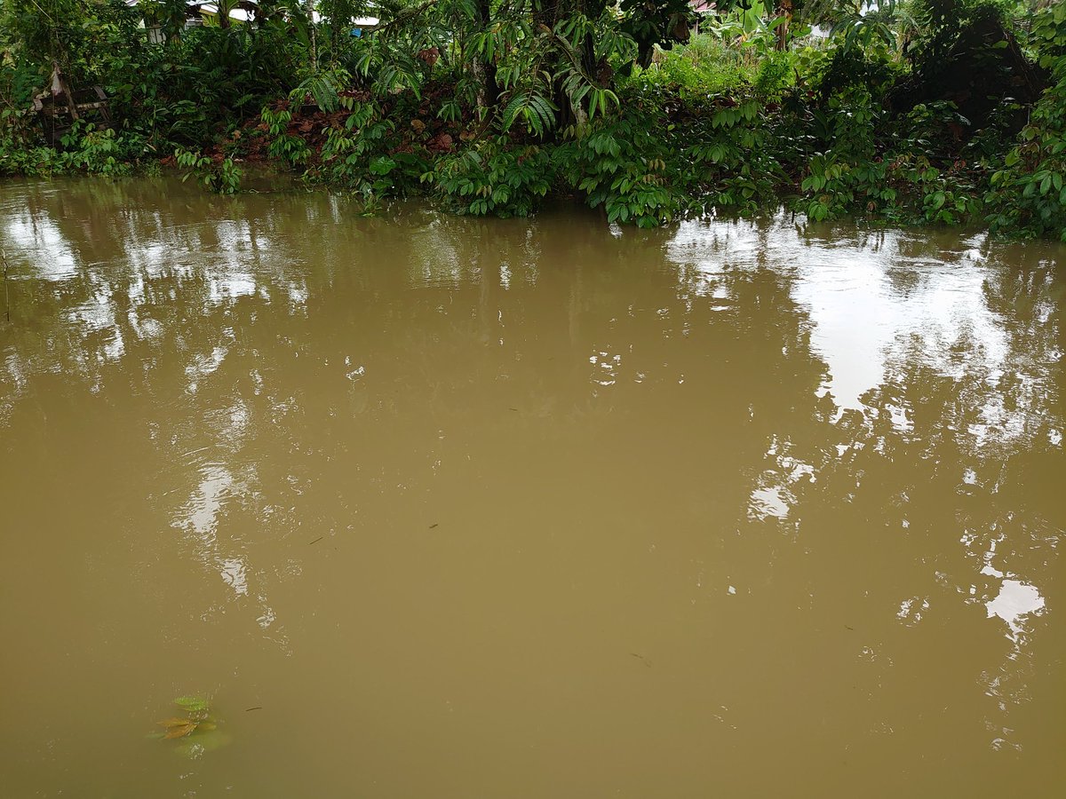 Cryptocoryne striolata 