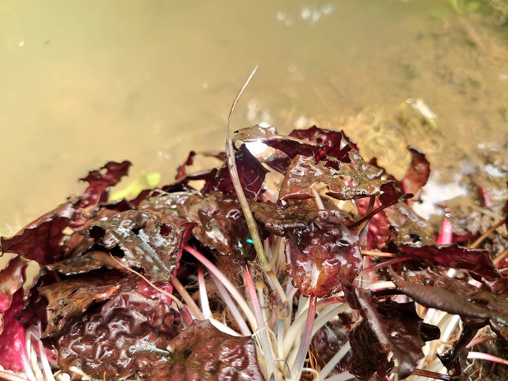 Cryptocoryne striolata 