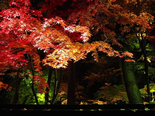 kakunodatekanko's tweet photo. 角館武家屋敷通りの紅葉を多くのお客様に楽しんでいただくため、今年もライトアップを実施いたします。 昼間とはまた違う、妖艶で幻想的な空間をぜひお楽しみください👐写真は過去開催時のものです。
●期間 2024年10月12日(土)~11月24日(日)
●時間 16:30~22:00まで
●場所 武家屋敷通り https://t.co/pQeMMpvWTJ