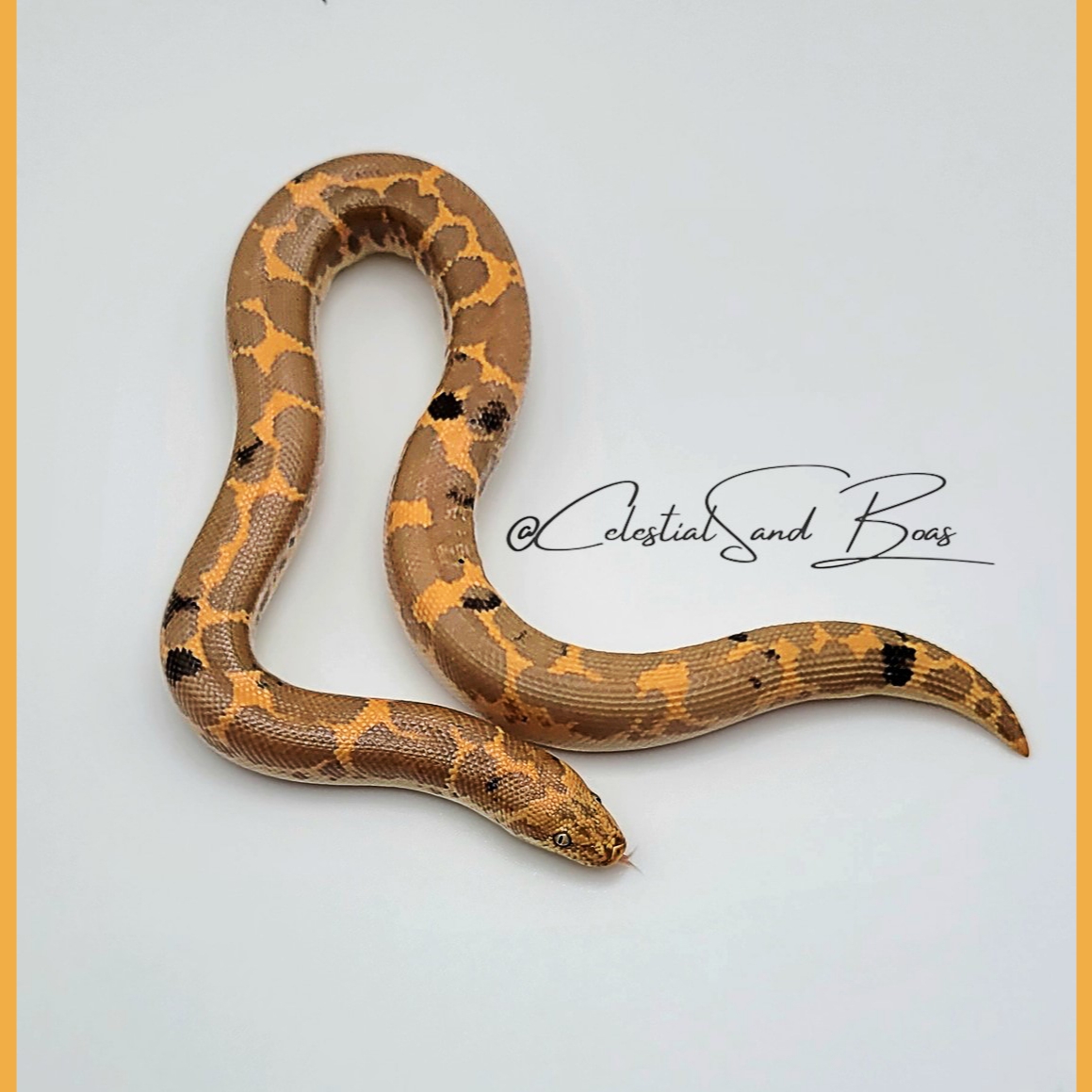 LivingArtReptil's tweet photo. Carina! :-) Albino Het Anery Kenyan Sand Boa (Gongylophis colubrinus). Foto: Celestial Sand Boas. #boa #snake #reptile #livingart #sandboa #constrictor #livingartreptile #livingartreptiles https://t.co/8NOd99V6Lr