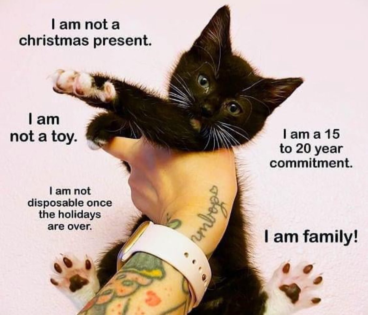 PunchingCat's tweet image. real