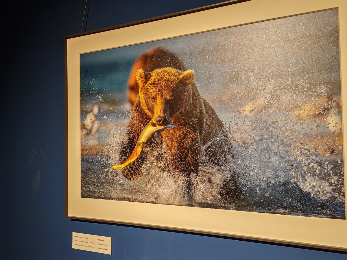 LetChinese's tweet photo. #Whatisfood At a recent China-Russia photography exhibition,I saw “food” in a new light.😊 For us, it’s endless flavors; in nature, it’s survival of the fittest. Each life adds to the web of biodiversity, yet the fragility of the smallest is deeply moving.🙃#foodie #NatureIsLife https://t.co/VQkq096yCA
