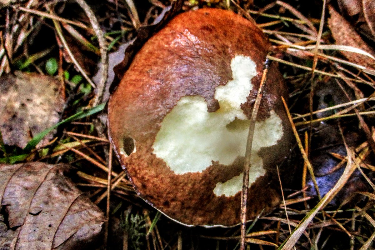 Firstonx's tweet photo. #suillus #fungi #mushrooms #photography
Suillus luteus https://t.co/koTZWyEzSW