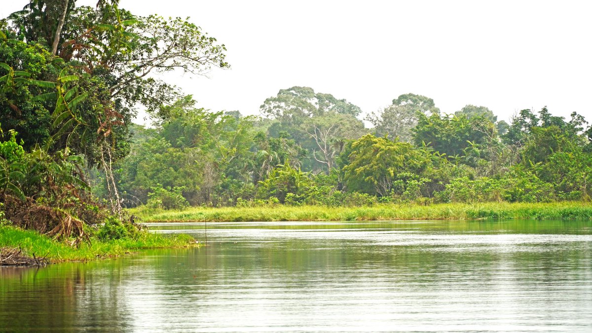 In the Republic of Congo, forests are key for local livelihoods. 

To protect them &amp; promote low-emission development, with support from <a href="/UNDP/">UN Development</a>, the Republic of Congo is adopting sustainable land practices.

Read more: go.undp.org/44f