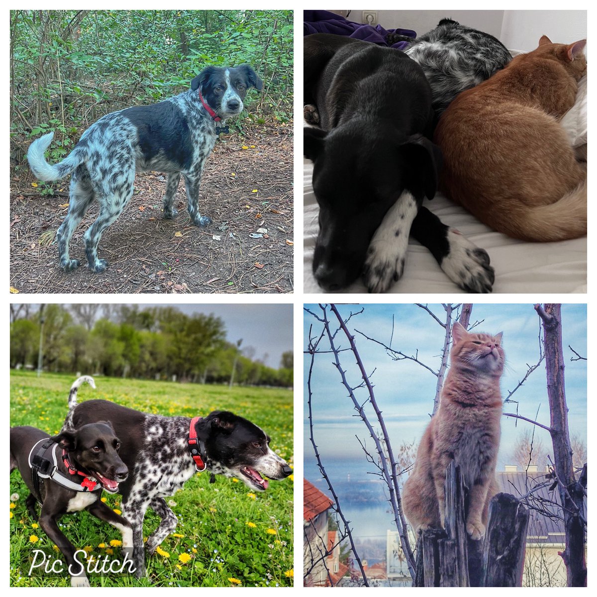 BUMC Pathology tweet media