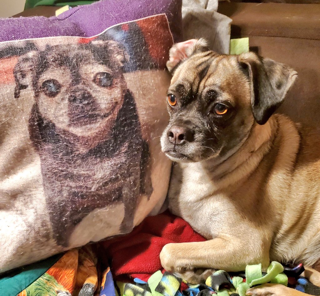 PugnatiousG's tweet photo. @paco5775 We are here with you, no matter what. We love you!! Sleep well tonight dear hearts.
Love Duggie โค๏ธ
#TeamTiki #PuggieForever
#PrayForNina #FRIENDS4EVER https://t.co/K8I50jMyAv