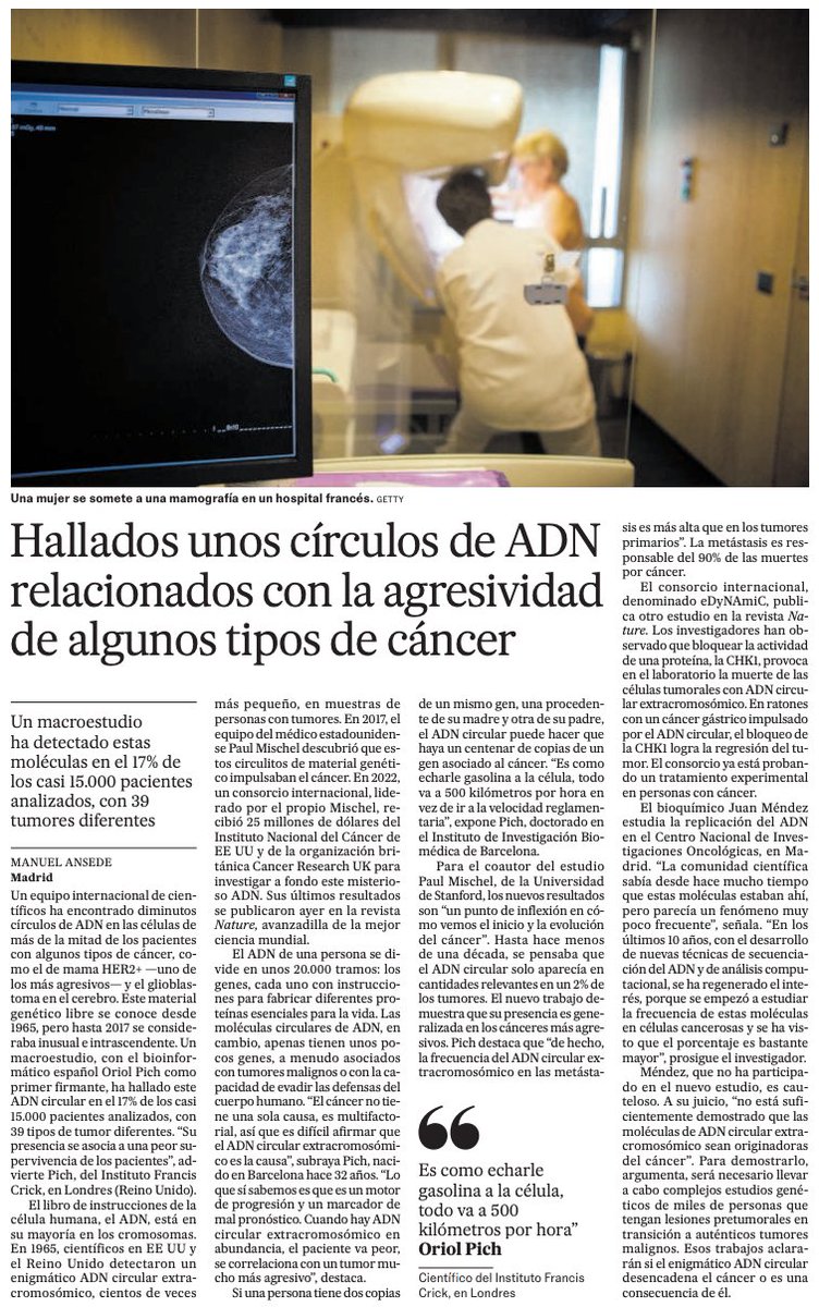 IRB Barcelona (@irbbarcelona) on Twitter photo ⚪️🧬Un macroestudio liderado por <a href="/oriol_pich/">Oriol Pich</a> (#IRBalumni, ahora en <a href="/TheCrick/">The Francis Crick Institute</a>) y <a href="/cbailey_58/">Chris Bailey</a>, revela diminutos círculos de ADN en las células de pacientes con algunos tipos de #cáncer, como el de mama #HER2+ —uno de los más agresivos— y el #glioblastoma en el cerebro.
🗣️ ⚪️🧬Un macroestudio liderado por <a href="/oriol_pich/">Oriol Pich</a> (#IRBalumni, ahora en <a href="/TheCrick/">The Francis Crick Institute</a>) y <a href="/cbailey_58/">Chris Bailey</a>, revela diminutos círculos de ADN en las células de pacientes con algunos tipos de #cáncer, como el de mama #HER2+ —uno de los más agresivos— y el #glioblastoma en el cerebro.
🗣️