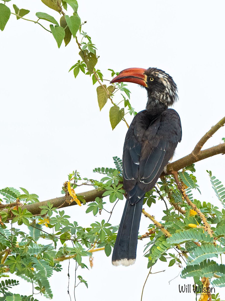 Will Wilson (@2wsphotography) on Twitter photo A rather awesome Crowned Hornbill…
📍<a href="/AkageraPark/">Akagera National Park</a>, in eastern #Rwanda
#BirdsOfTwitter #RwOX #BirdsofAkagera #VisitRwanda A rather awesome Crowned Hornbill…
📍<a href="/AkageraPark/">Akagera National Park</a>, in eastern #Rwanda
#BirdsOfTwitter #RwOX #BirdsofAkagera #VisitRwanda