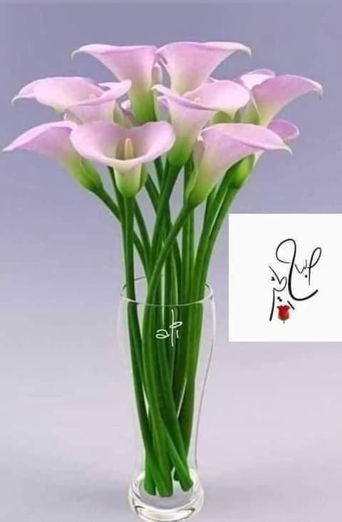 <a href="/PASHA9282/">الباشا</a>