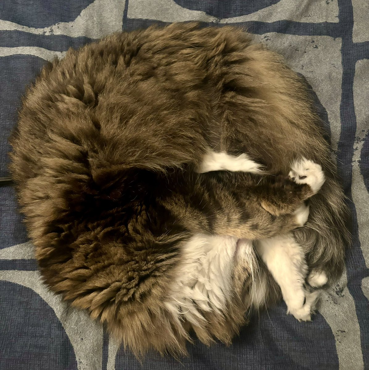 The circle of life. 

#neptunethecat