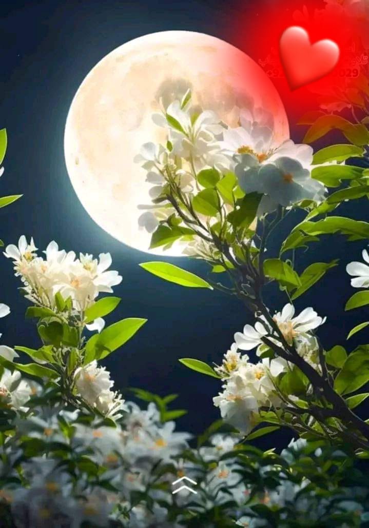 ہمارے رب نے کبھی یہ نہیں کہا کہ اس کے بندے پر فیکٹ ہوں گے۔۔۔

اس نے کہا ہے کہ آدم کی اولاد میں سب گناہ کریں گے۔۔!!
اور ان میں بہترین وہ ہوں گے جو اپنے گناہوں پہ توبہ کرنے والے ہوں گے۔۔!!