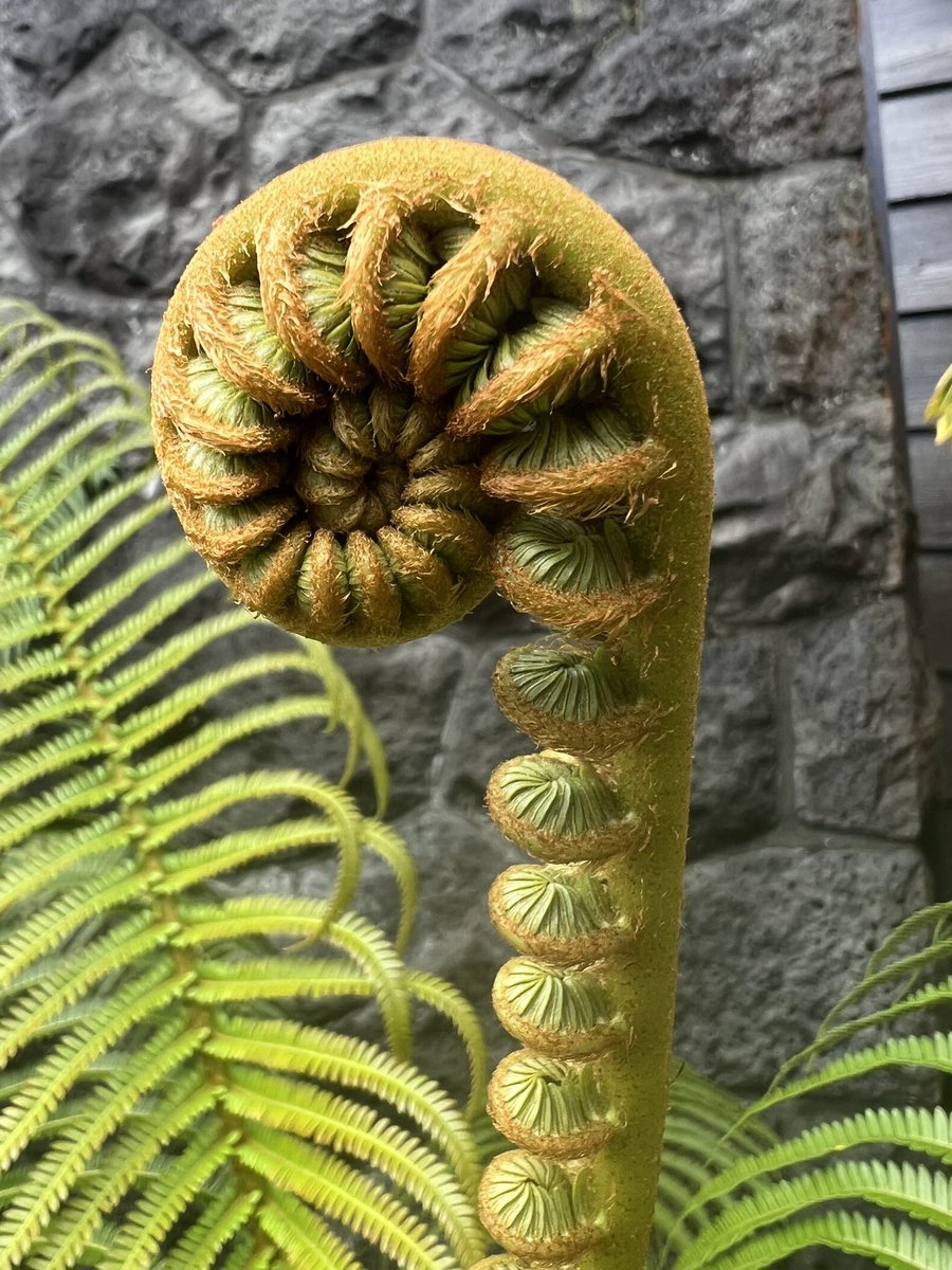 No need for hopium or forced optimism here. Bring all your feelings to our zoom events. Tune into your self. Witness what’s true for others. All of you is welcome here.  
November Deep Adaptation Events. Bit.ly/NovEventsDeepA…