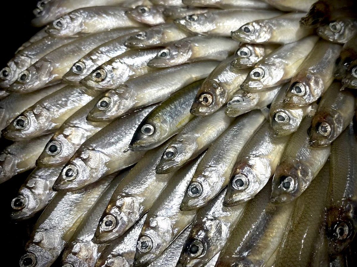 フレッシュベイトルアーズ ブルーシュータージュニア ブルーギル 魚皮